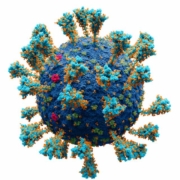 Voronaviruas SARS-CoV-2